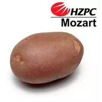 Семена картофеля Моцарт