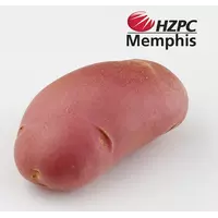 Насіннєва картопля Мемфіс