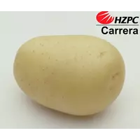 Семена картофеля Каррера