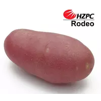 Семена картофеля Родео
