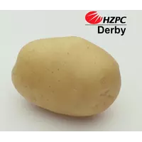 Насіннєва картопля Дербі