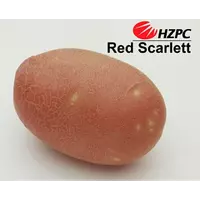 Семена картофеля Ред Скарлет